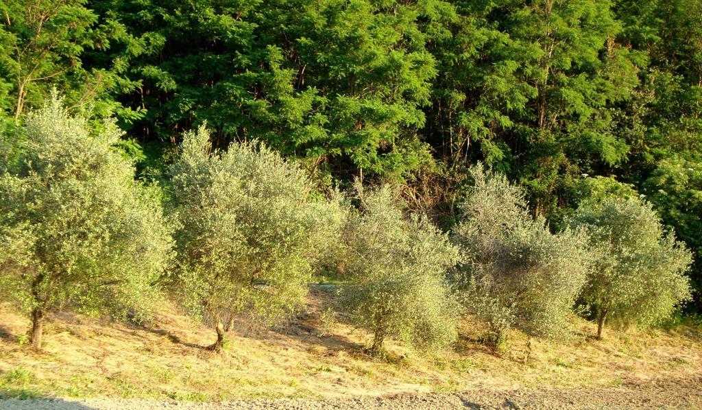 Casa Dell' Abbondanza B&B Agriturismo Vigoleno Екстериор снимка
